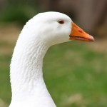 Geese (25)