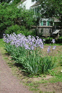 spring_garden
