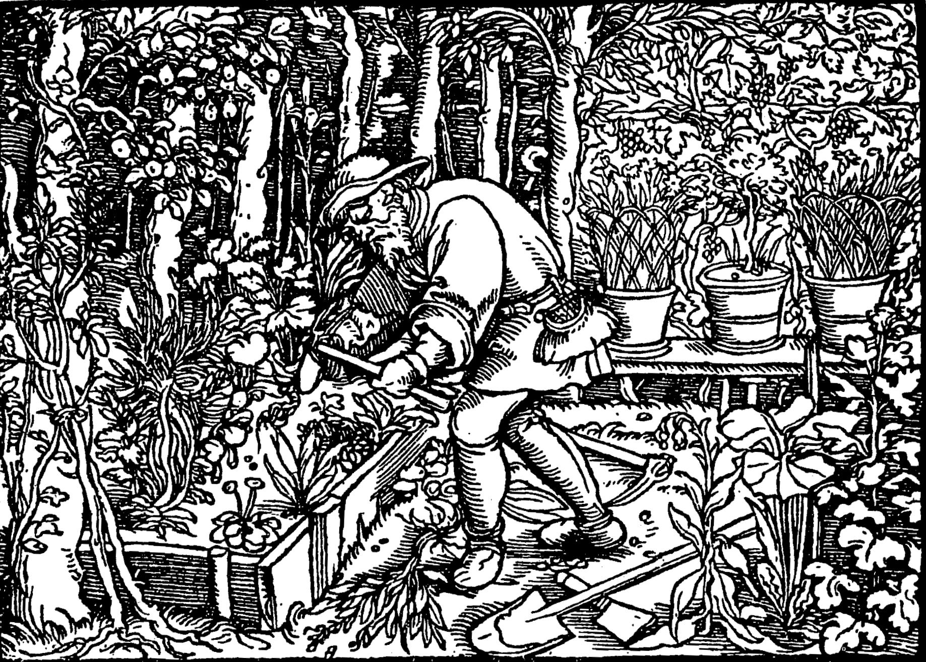 16th-century gardener