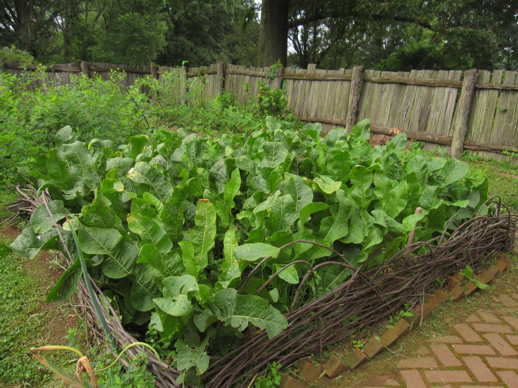 Pennsbury Manor | Pennsbury Manor's Summer Harvest