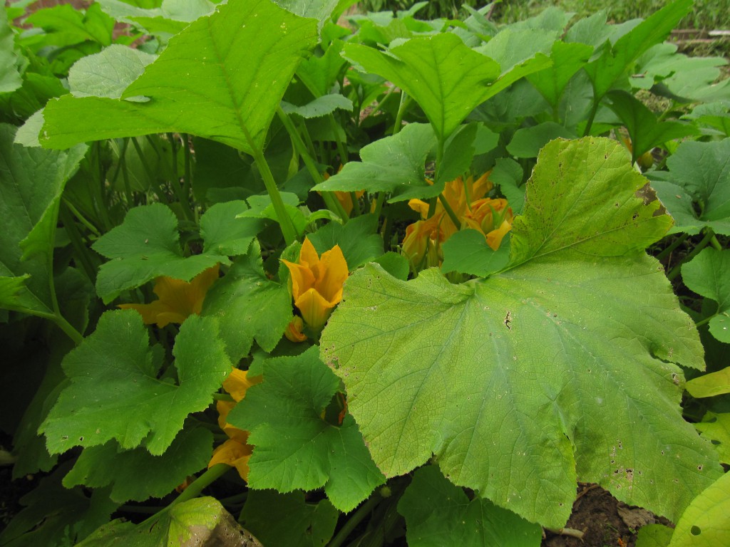 Pennsbury Manor | Pennsbury Manor's Summer Harvest