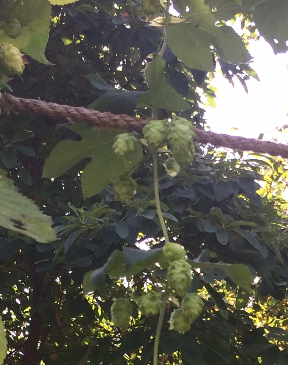 Hops waiting to be picked