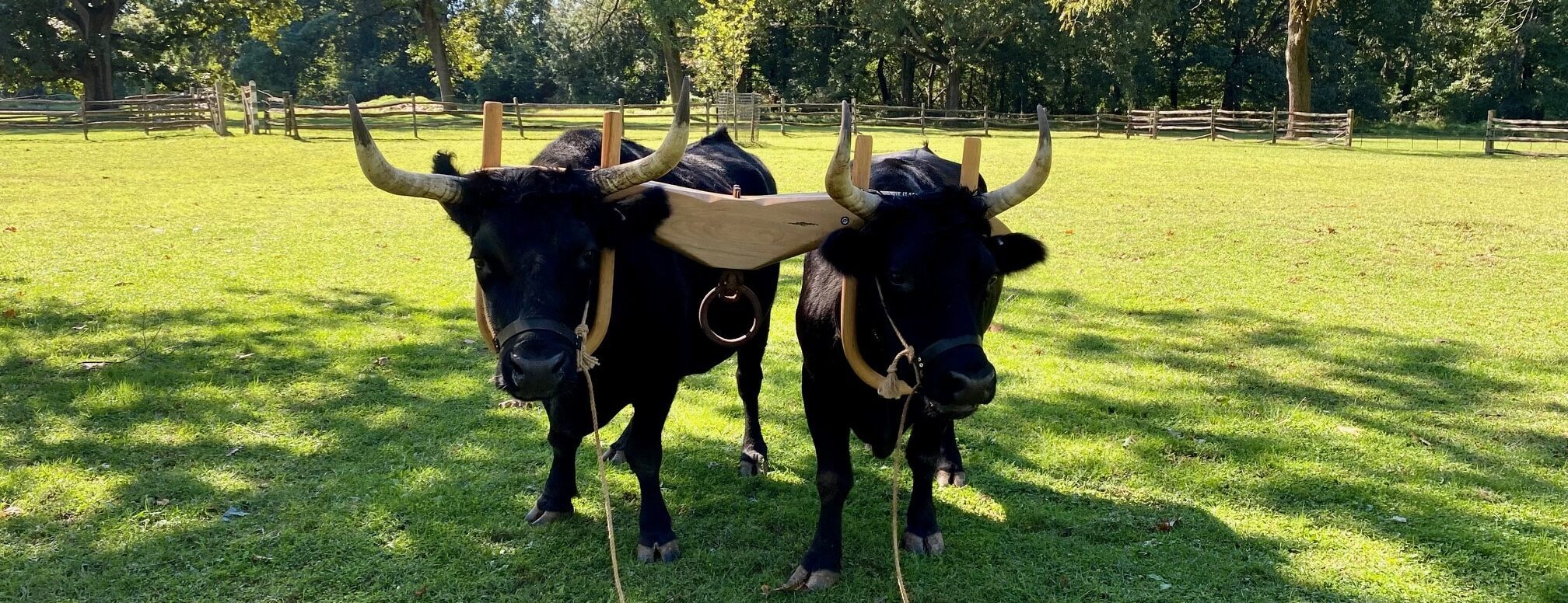 Pennsbury Manor | Animals at Pennsbury