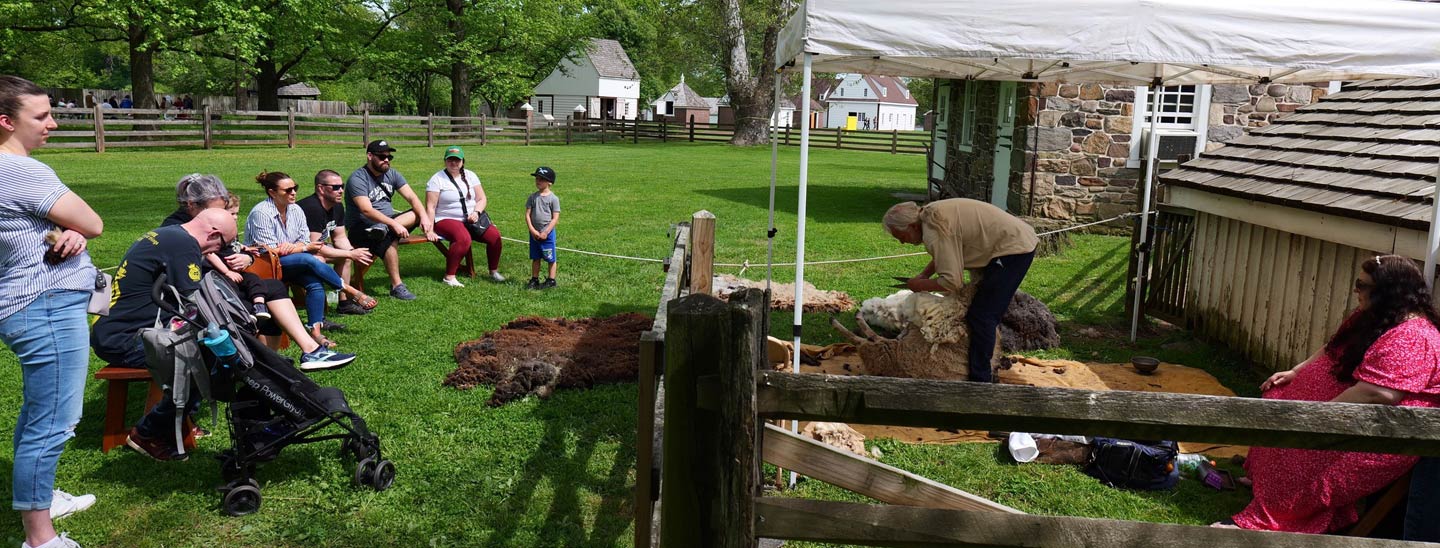 Sheep shearing demonstration