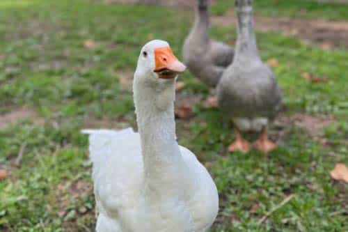 Clover the goose