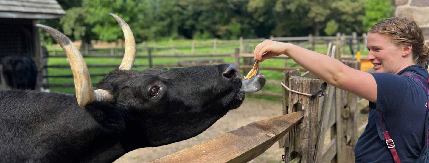 Michael the oxen being fed by a guest