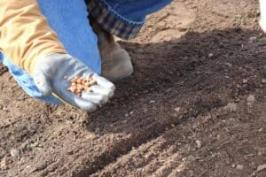 Seed saving