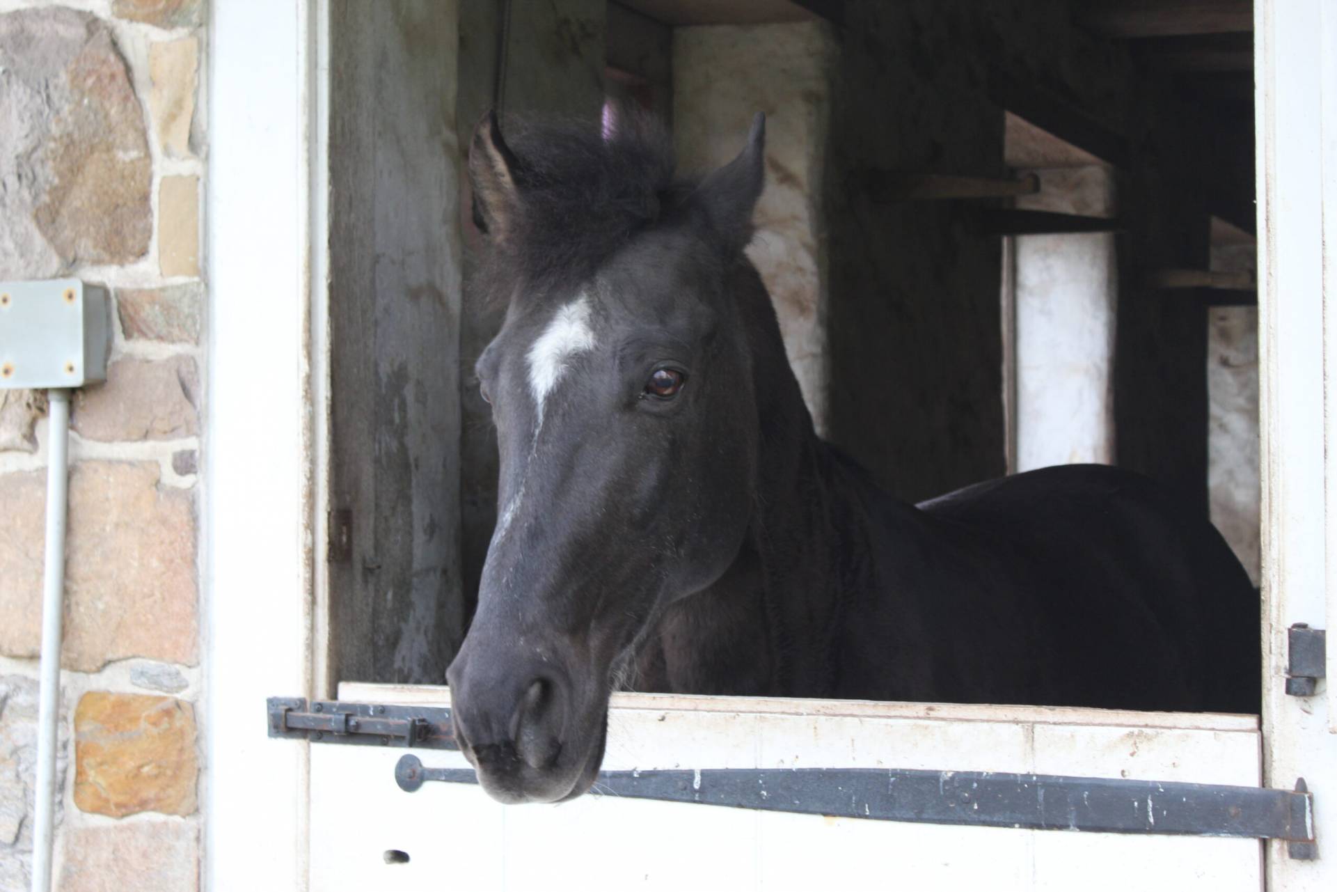 Pennsbury Manor | Sponsor Our Animals