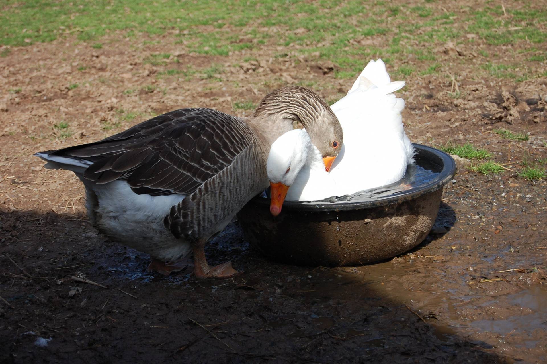 Pennsbury Manor | Sponsor Our Animals