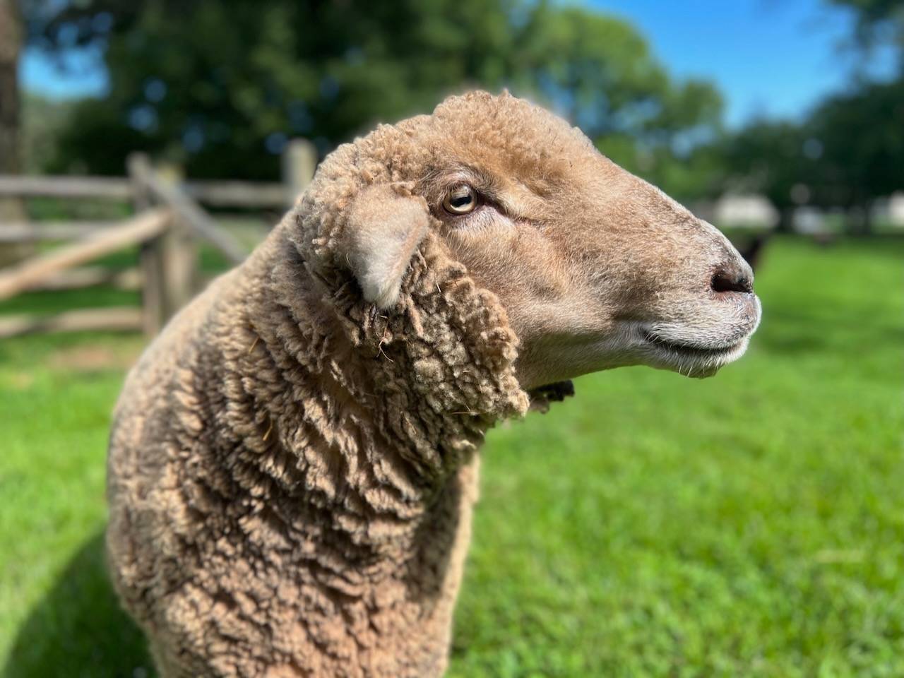 Pennsbury Manor | Sponsor Our Animals